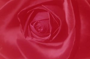 Rose, Rosa