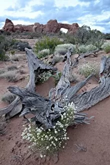 Images Dated 12th May 2010: Roseata gilia (Gilia roseata) and South Window, Arches National Park, Utah