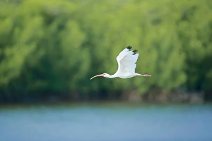 Images Dated 20th November 2007: Roseate spoonbill (Ajaia ajaja) in flight, Sanibel Island, J. N