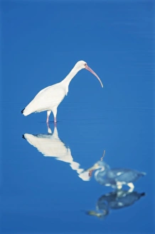 Images Dated 20th November 2007: Roseate spoonbill (Ajaia ajaja) standing in water, Sanibel Island, J. N