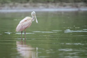 Alajuela Province Prints: Roseate Spoonbill, Cano Negro, Alajuela Province, Costa Rica, Central America