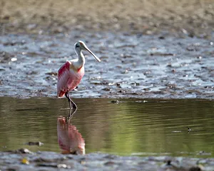 Puntarenas Province Prints: Roseate Spoonbill (Platalea ajaja)