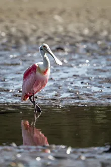 Puntarenas Province Prints: Roseate Spoonbill (Platalea ajaja)