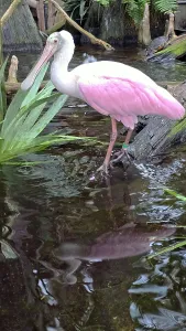Aquarium Prints: Roseate Spoonbill, Tampa Aquarium, United States of America