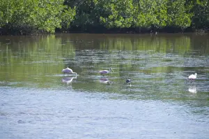 Sanibel Island Prints: Roseate spoonbills, J. N. Ding Darling Wildlife Reserve, Sanibel Island