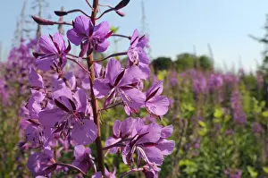 Wild Flowers Prints: Rosebay willowherb (fireweed) (Epilobium angustifolium) flowering on waste ground