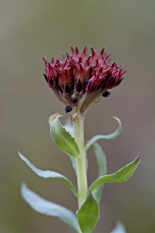 Roseroot (kings crown) (Sedum rosea), Gunnison National Forest, Colorado, United States of America, North America
