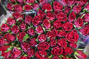 Bloemenmarkt Prints: Roses on display in the Bloemenmarkt (flower market), Amsterdam, Netherlands, Europe