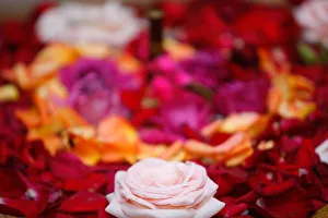 Images Dated 15th April 2008: Roses, Essaouira, Morocco, North Africa, Africa