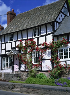 Timber Prints: Roses round the door of timber framed cottage, Pembridge, Herefordshire