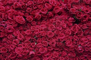 Images Dated 17th January 2008: Roses for sale, Delhi, India, Asia