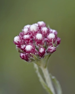 Glacier National Park Gallery: Rosy pussytoes (littleleaf pussytoes) (pink pussytoes) (small pussytoes ) (dwarf everlasting)