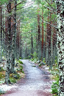 Footpath Prints: Rothiemurchus Forest at Loch an Eilein, Aviemore, Cairngorms National Park, Scotland