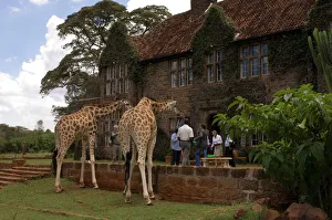 Kenya Prints: Rothschild giraffe, Giraffe Manor, Nairobi, Kenya, East Africa, Africa