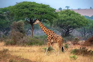 Savannah Prints: Rothschild giraffe in Murchison Falls National Park, Uganda, East Africa, Africa
