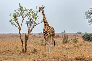Savannah Prints: Rothschild giraffe in Murchison Falls National Park, Uganda, East Africa, Africa