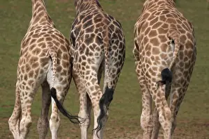 Tanzania Prints: Rothschilds giraffes (Giraffa camelopardalis rothschildi