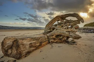 Organic Prints: Rotting tree trunk washed up on the beach at Crow Point in Barnstaple
