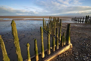 Wooden Post Gallery: Rotting upright wooden posts of old sea defences on Winchelsea beach, Winchelsea
