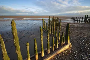 Wooden Post Prints: Rotting upright wooden posts of old sea defences on Winchelsea beach, Winchelsea