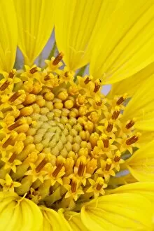 Images Dated 12th May 2010: Detail of a rough mulesears (Wyethia scabra) bloom, Arches National Park