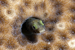 Emergence Prints: Roughhead blenny (Acanthemblemaria aspera)