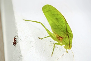 Entomology Prints: Round-headed katydid (bush cricket) (Amblycorypha)