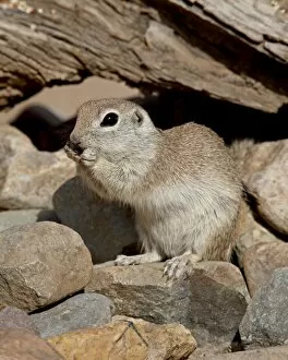 Images Dated 26th March 2010: Round-tailed ground squirrel (Spermophilus tereticaudus), The Pond, Amado