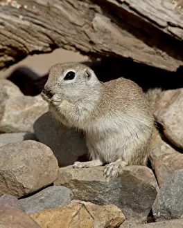 Round-tailed ground squirrel (Spermophilus tereticaudus), The Pond, Amado