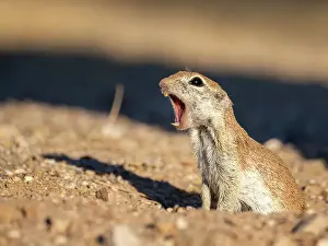 Mouth Open Prints: Round-tailed ground squirrel (Xerospermophilus tereticaudus)