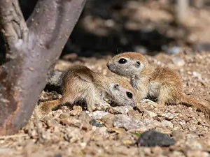 Brandi Fenton Park Prints: Round-tailed ground squirrels (Xerospermophilus tereticaudus)