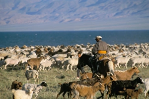 Goat Prints: Rounding up flocks