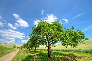 Order Prints: Row of apple trees in Kraichgau region, Baden-Wurttemberg, Germany, Europe