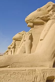 Row of sphinx with ram heads at the great Temple at Karnak, near Luxor