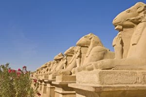 Row of Sphinx with ram heads at the great Temple at Karnak near Luxor, Thebes