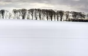 Images Dated 7th January 2010: Row of trees in silhouette on edge of snow-covered field, Rock, near Alnwick