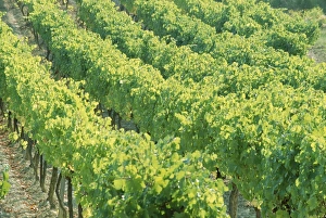 Wine Country Prints: Row of vines in a vineyard, Provence, France, Europe