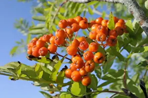 Vibrant Colours Prints: Rowan (mountain ash) (Sorbus aucuparia) berry cluster