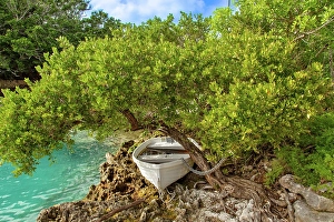 Docked Prints: Rowing boat chained to a tree, Tucker's Town, Bermuda