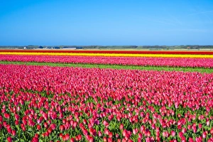 Liliaceae Prints: Rows of colorful flowering tulips in a bulb field in spring, Den Helder, North Holland