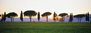 Cypress Tree Prints: Rows of Cypress and Parasol Pine trees