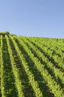 Rows of grape vines