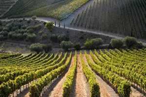 Vitis Vinifera Prints: Rows of grape vines ripening in the sun at a vineyard in the Alto Douro region, Portugal