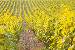 Grape Vines Prints: Rows of grape vines in vineyard near to Vezelay in Burgundy, France, Europe
