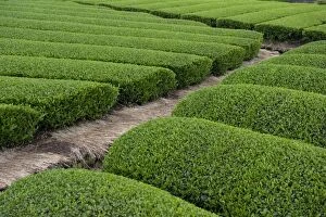 Images Dated 6th May 2009: Rows of green tea bushes growing on the Makinohara tea plantations in Shizuoka, Japan