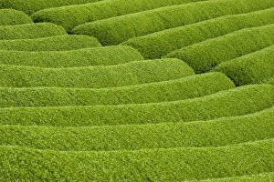 Images Dated 6th May 2009: Rows of green tea bushes growing on the Makinohara tea plantations in Shizuoka, Japan