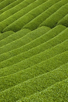 Images Dated 6th May 2009: Rows of green tea bushes growing on the Makinohara tea plantations in Shizuoka, Japan