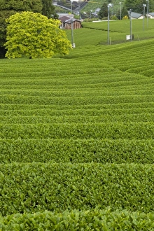 Images Dated 6th May 2009: Rows of green tea bushes growing on the Makinohara tea plantations in Shizuoka, Japan