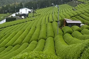 Images Dated 6th May 2009: Rows of green tea bushes growing on the Makinohara tea plantations in Shizuoka, Japan