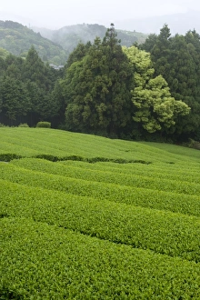Images Dated 6th May 2009: Rows of green tea bushes growing on the Makinohara tea plantations in Shizuoka, Japan